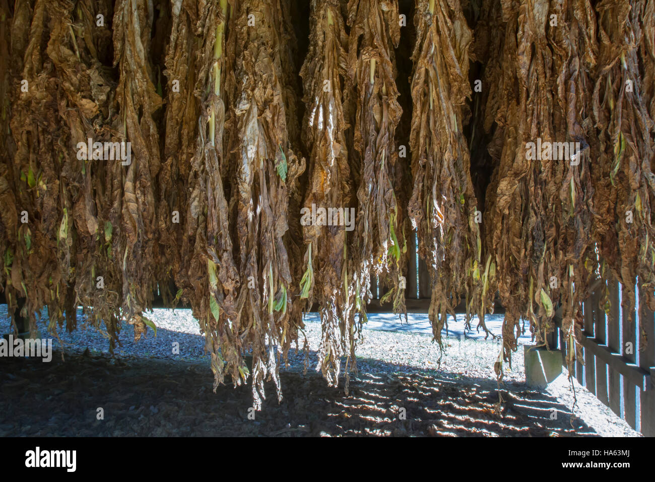 how to grow tobacco in ohio Tobacco Plants (gardening for beginners forum at permies)