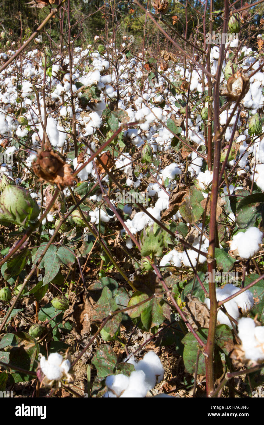 Bols of cotton on plants in field of rural Tennessee Stock Photo Alamy