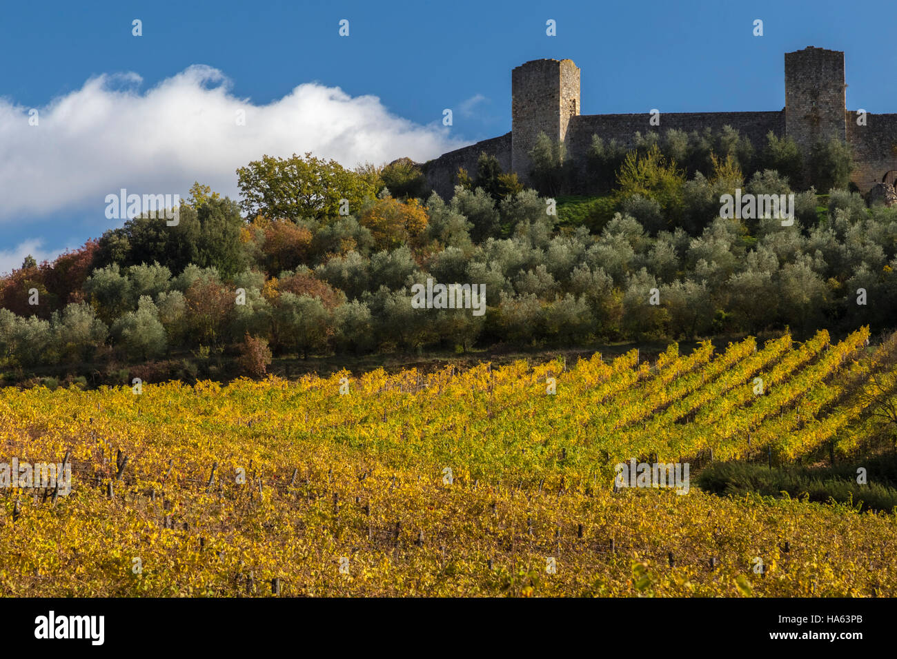 Autumnal vineyards outside the medieval walls of Monteriggioni, Tuscany, Italy. Stock Photo