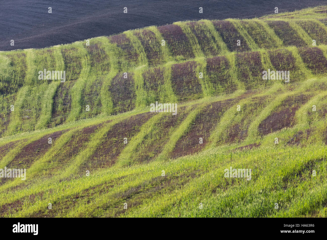 Green lines of grass in the fields near Asciano, Tuscany, Italy. Stock Photo