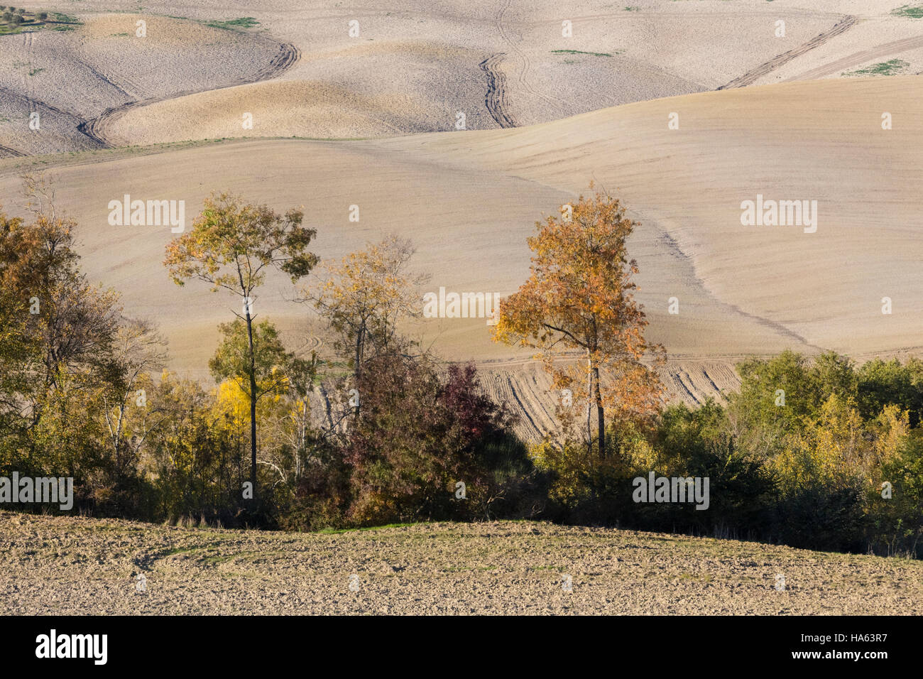 Autumnal fields in the countryside near Asciano, Tuscany, Italy. Stock Photo