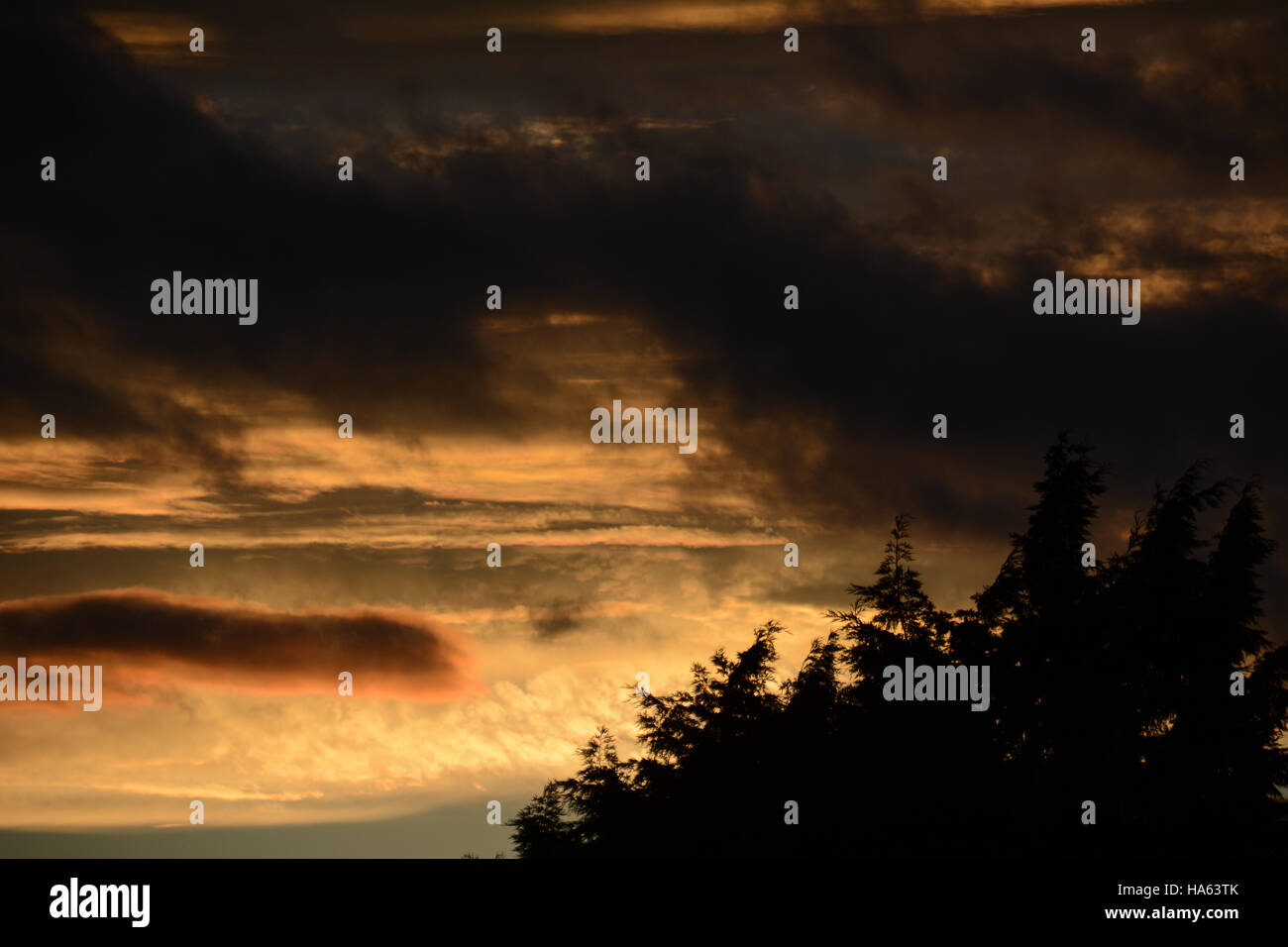 Dramatic sunset, clouds black and orange, silhouette of trees in foreground Stock Photo
