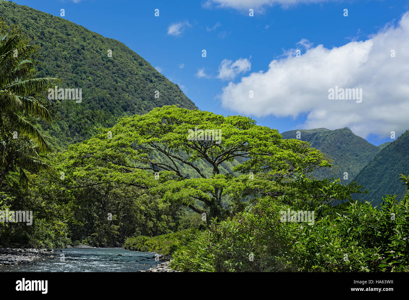 Monkey pod tree hi-res stock photography and images - Alamy