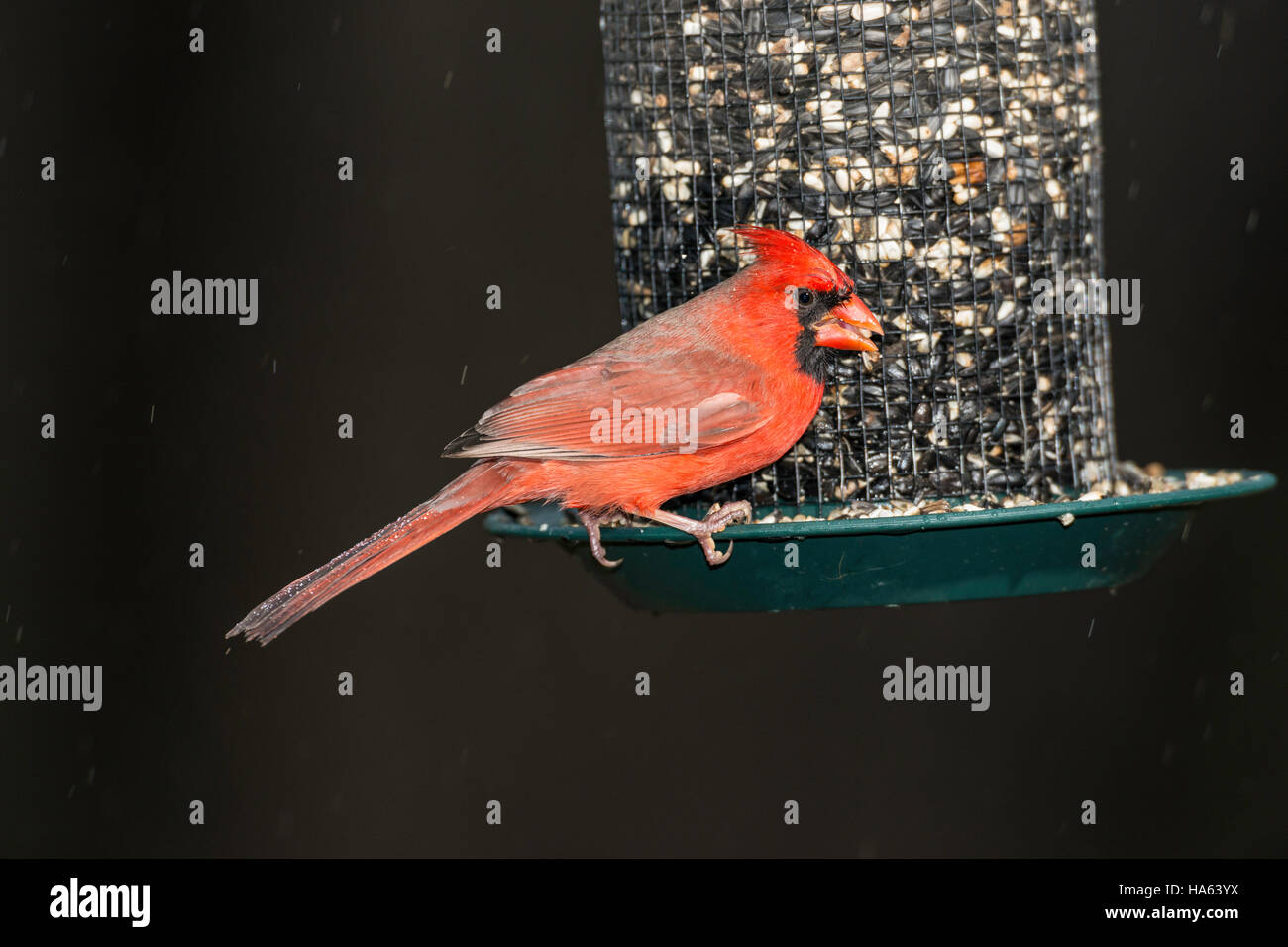 Male Northern Cardinal eating at a seed feeder Stock Photo - Alamy