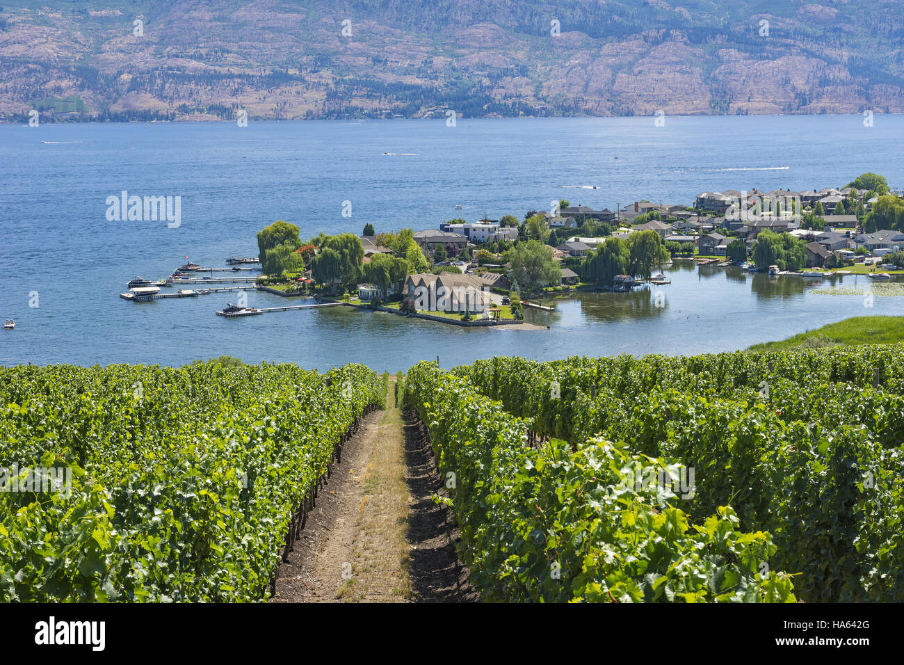Vineyard overlooking a subdivision Okanagan Lake West Kelowna British Columbia Canada in the summer Stock Photo