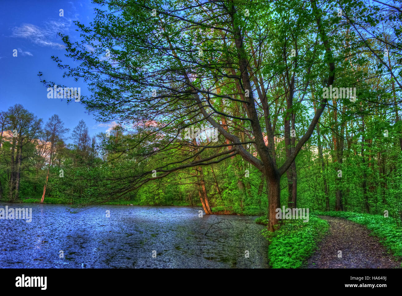 Summer landscape. Green trees around the lake Stock Photo - Alamy