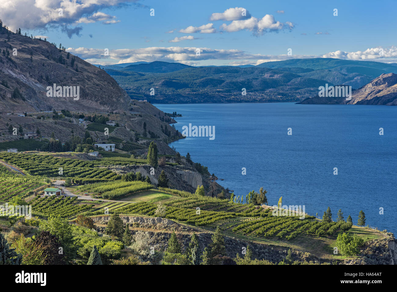 Okanagan Lake near Summerland British Columbia Canada with orchard and vineyard in the Foreground Stock Photo