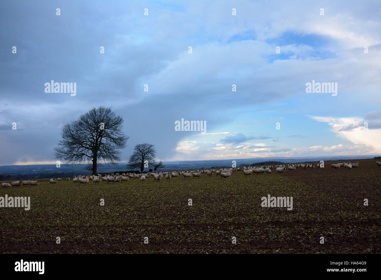 Winter landscape with rain clouds chasing blue sky over Vale of Evesham towards grazing sheep Stock Photo