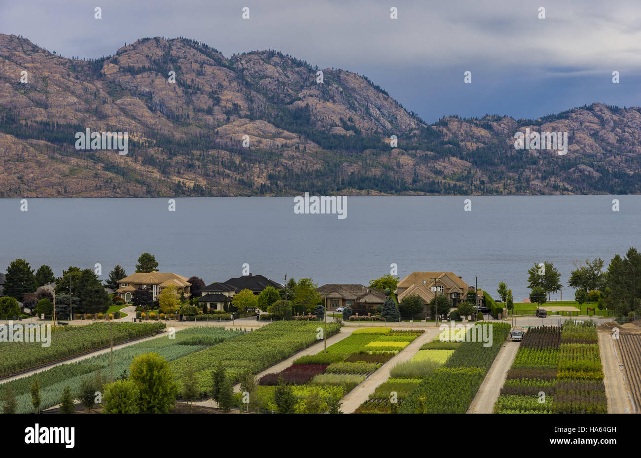Tree Nursery overlooking a subdivision Okanagan Lake Kelowna British