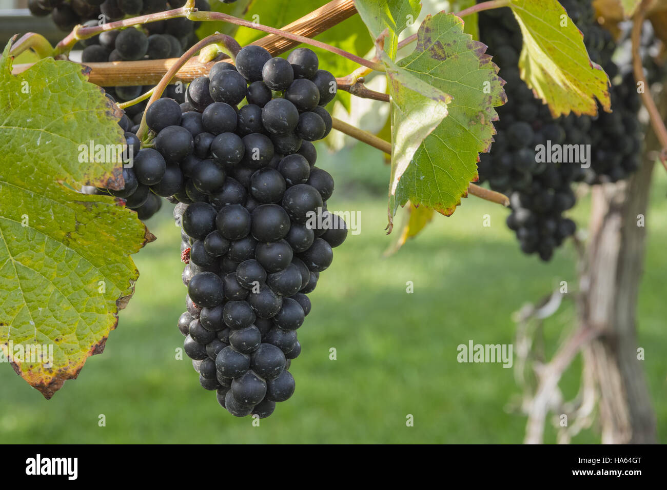 Ripened Pinot Noir Grapes in Vineyard Okanagan British Columbia Canada near Kelowna Stock Photo