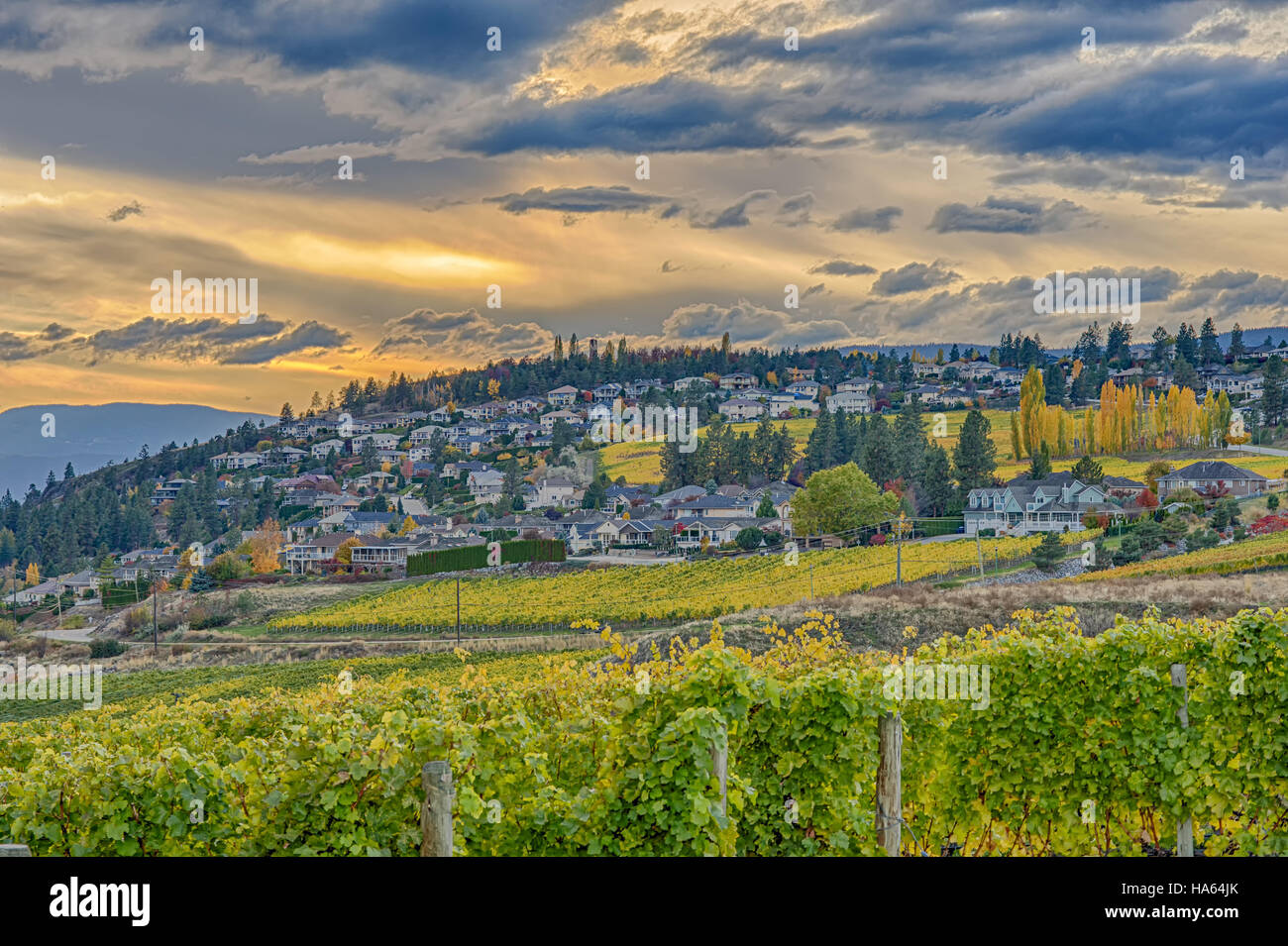 Vineyard overlooking a subdivision Okanagan Lake Kelowna British Columbia Canada in the fall Stock Photo