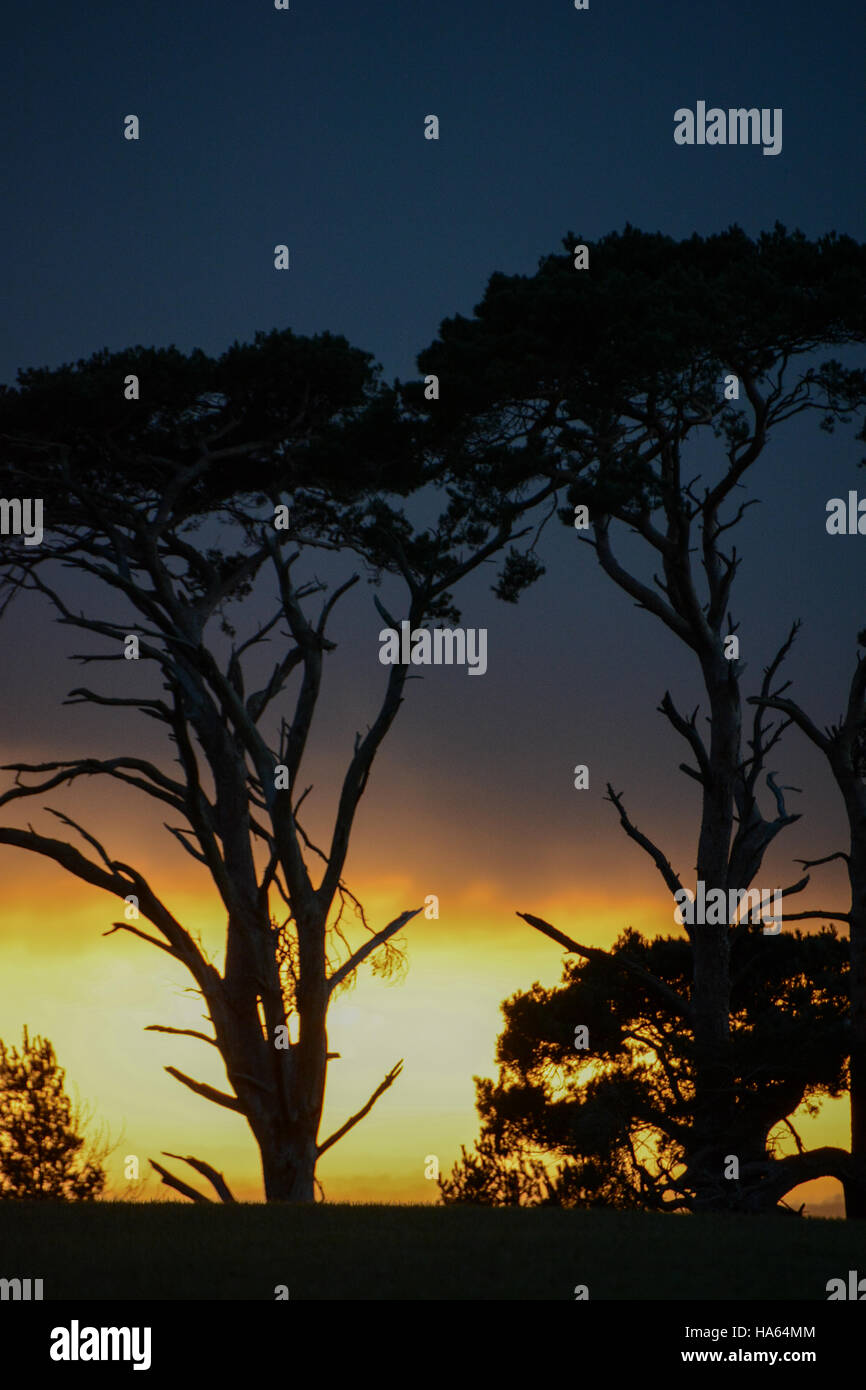 Silhouette of trees hi-res stock photography and images - Alamy