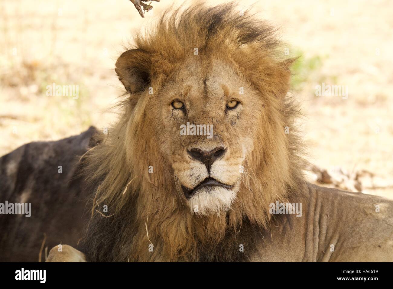 Old Male Lion Stock Photo Alamy