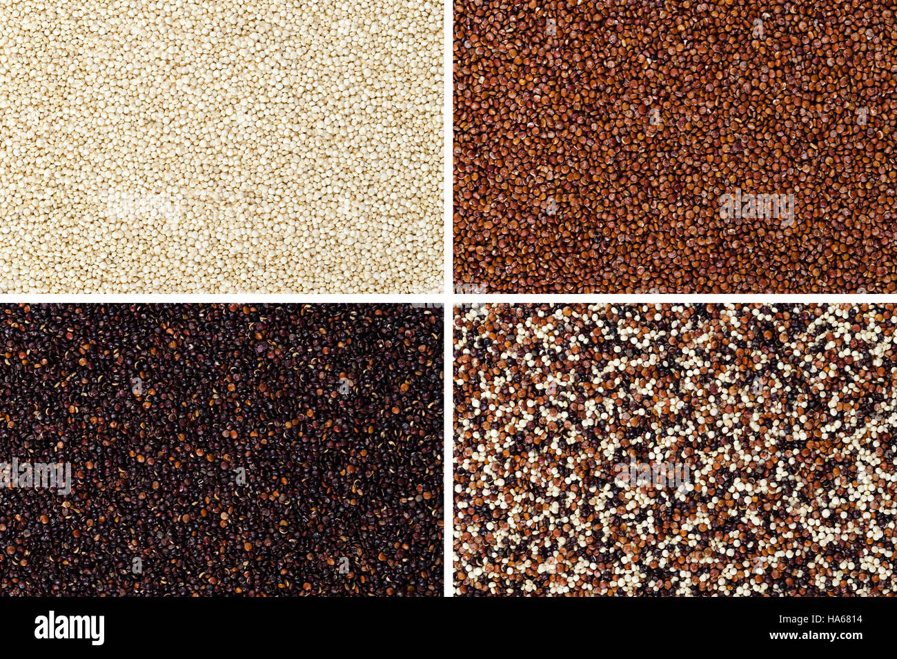 Yellow, red, black and mixed quinoa seeds rectangular surfaces. Edible fruits of grain crop Chenopodium quinoa. Stock Photo