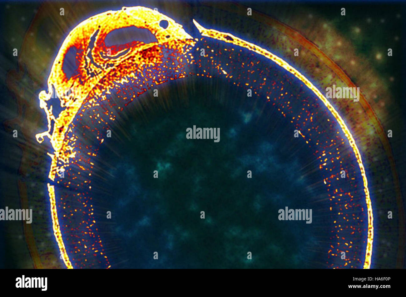 Biofilm nature hi-res stock photography and images - Alamy