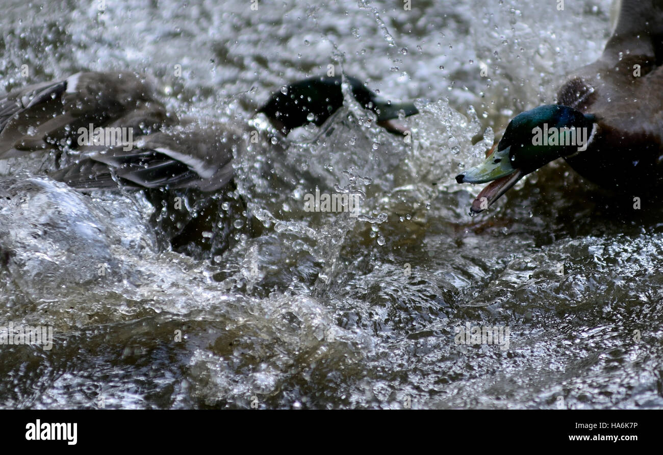 Aggressive Duck High Resolution Stock Photography and Images Alamy