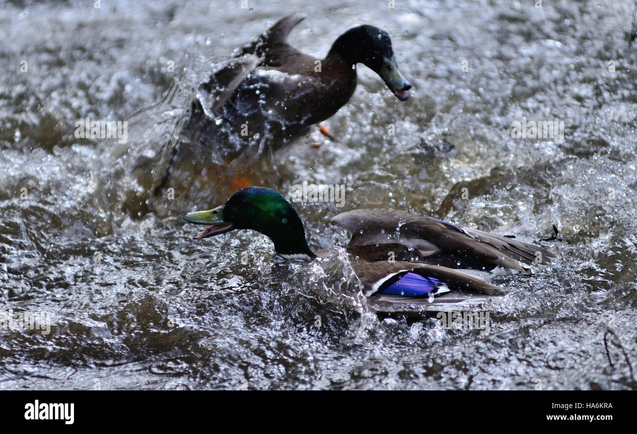 Aggressive ducks hires stock photography and images Alamy
