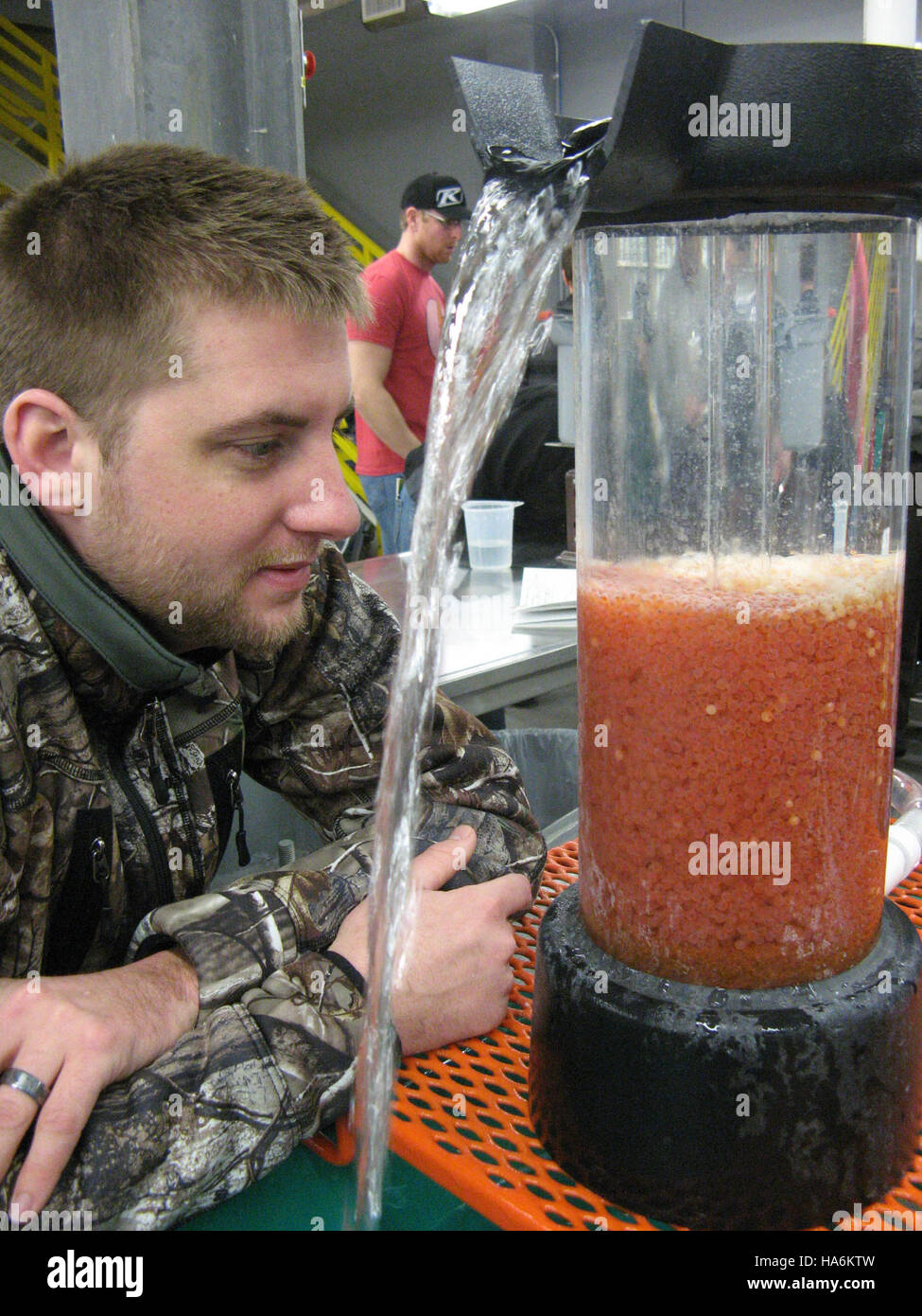 eddiesfisheriesfws 16827786426 Trout Egg Incubation Stock Photo Alamy