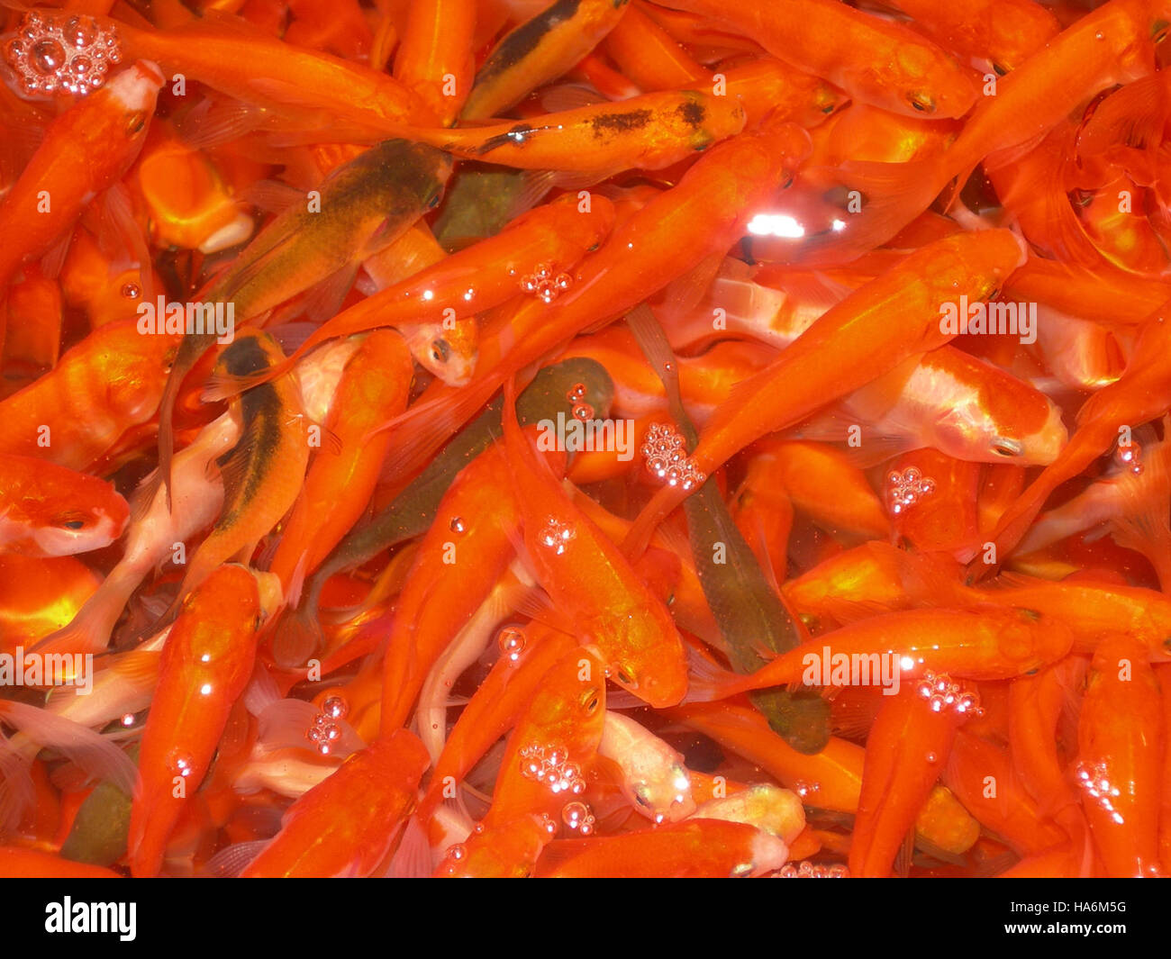 eddiesfisheriesfws 23656168295 Goldfish at commercial facility credit