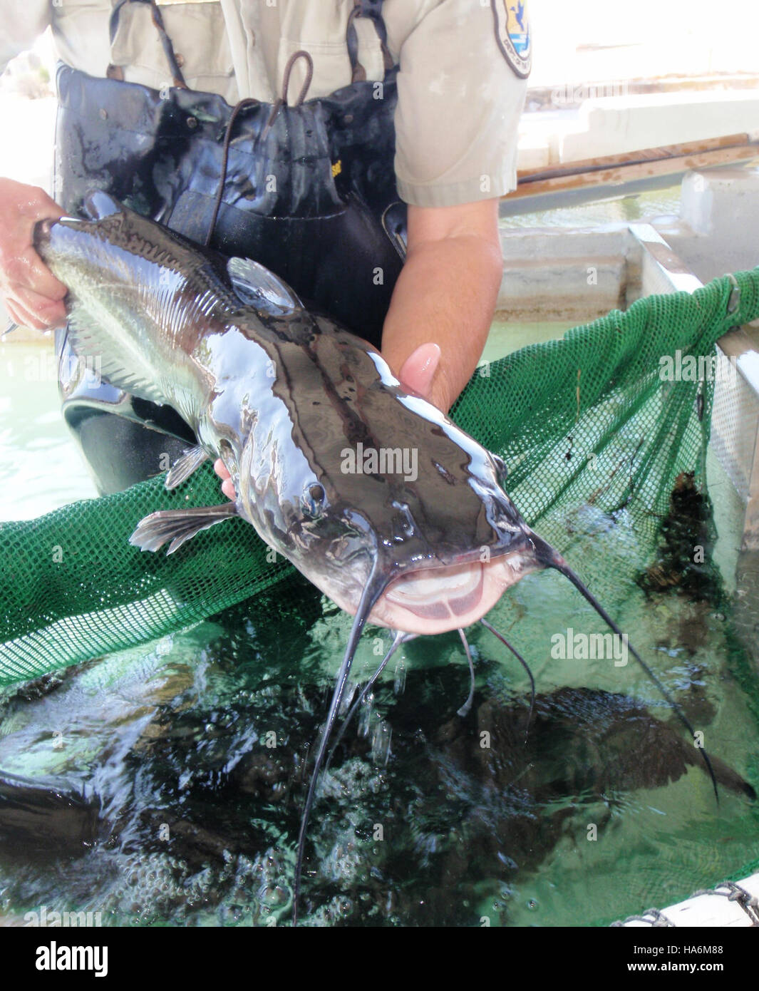 eddiesfisheriesfws 26680084883 Channel Catfish Broodstock at Uvalde