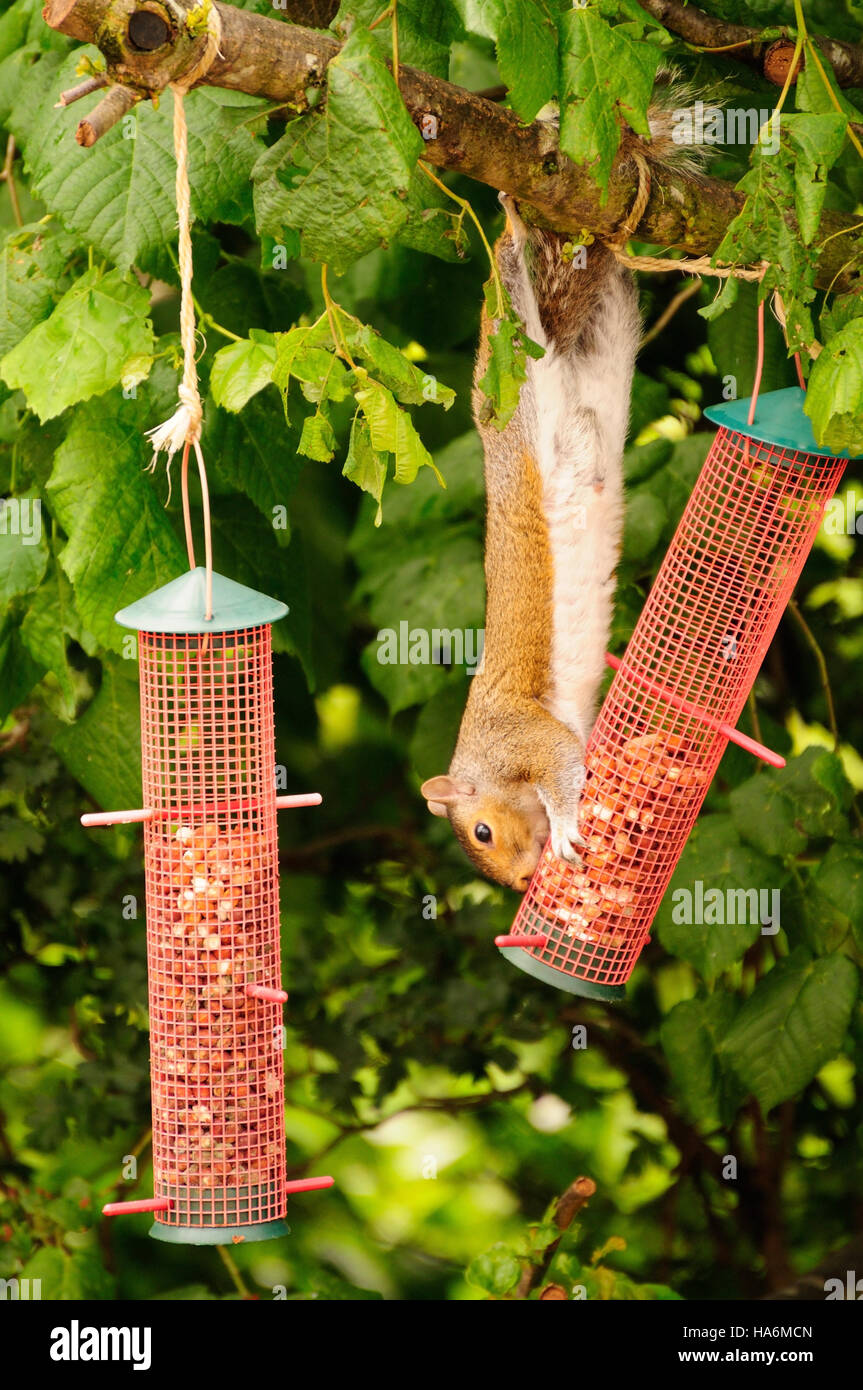 A Squirrel Raiding A Bird Feeder Hanging From A Tree Stock Photo