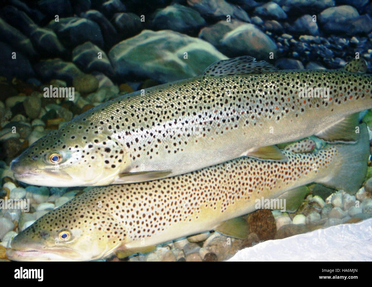 Brown Trout (Salmo trutta) are a popular species in freshwater ...