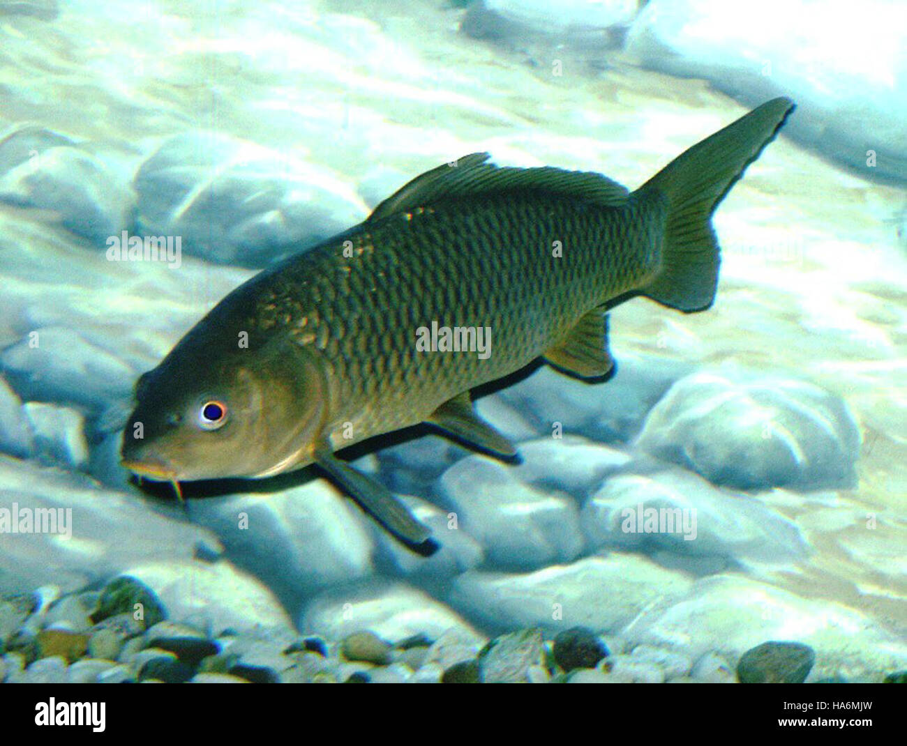 This image features the Common Carp, an invasive species in U.S ...