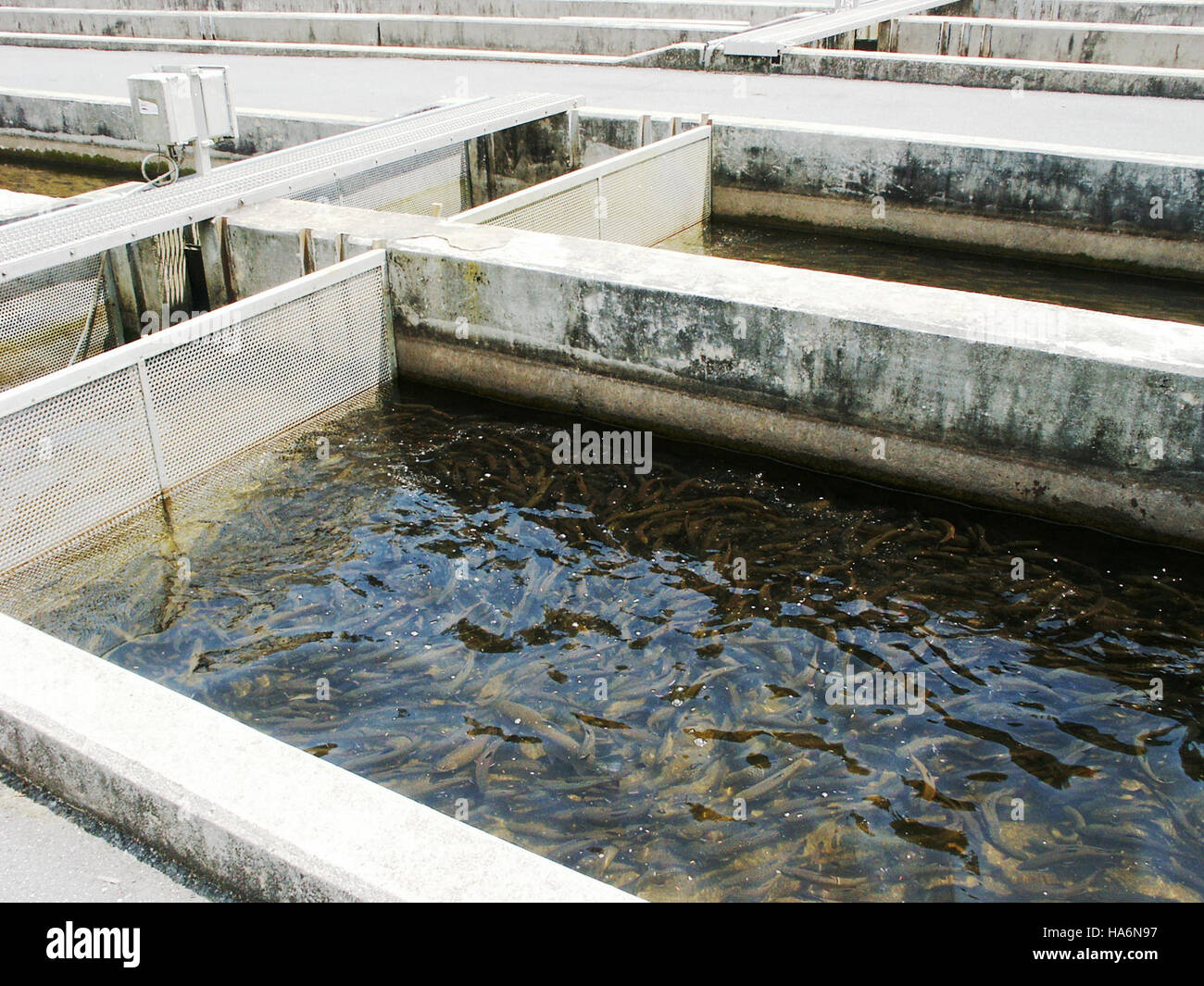 eddiesfisheriesfws 8748569310 Brook Trout in Raceways at Chattahoochee