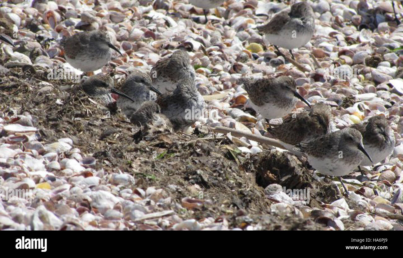 Gallery Detail: The U S Fish And Wildlife Service Undertakes Habitat Restoration