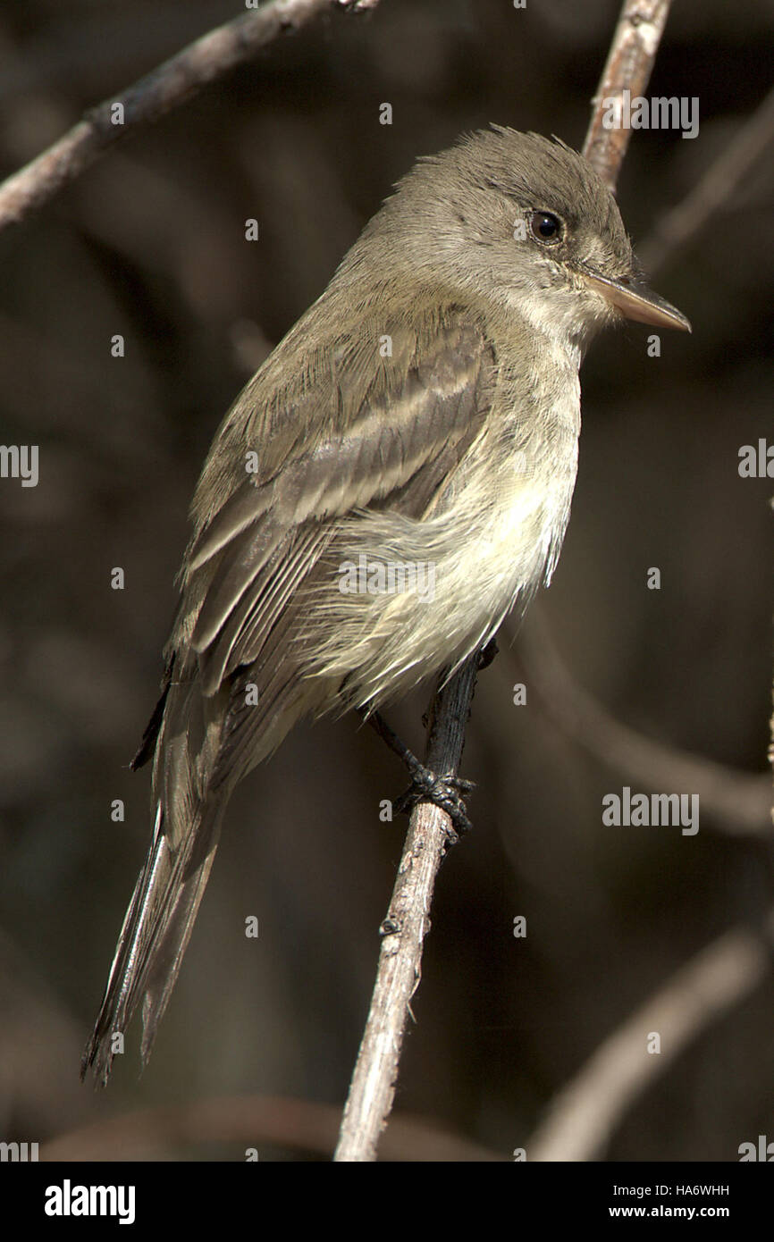 malheur nwr 4639641107 Western Wood Pewee Stock Photo