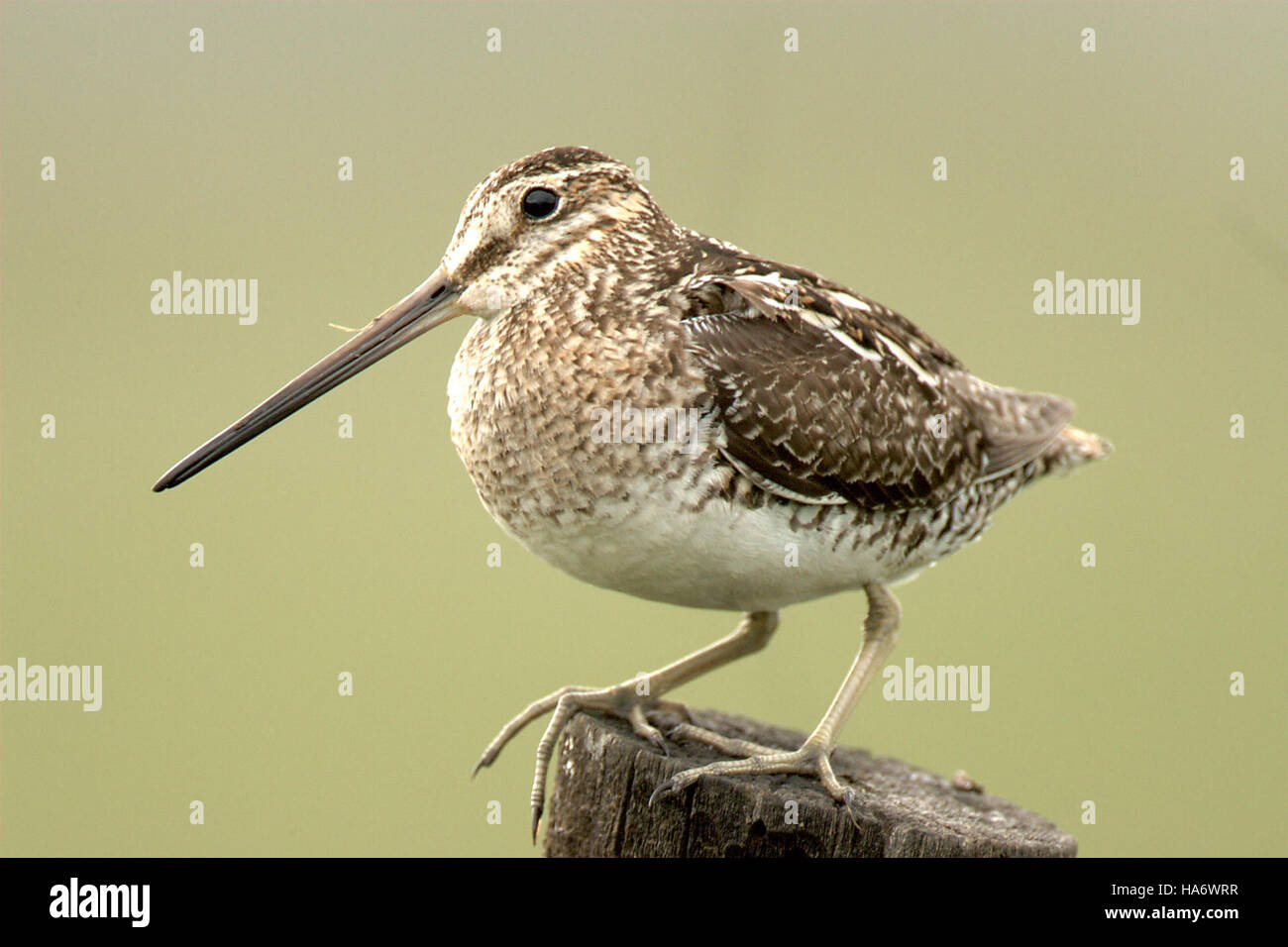 Snipe Size Wilson's Snipe is a bird species found in Malheur National Wildlife ...