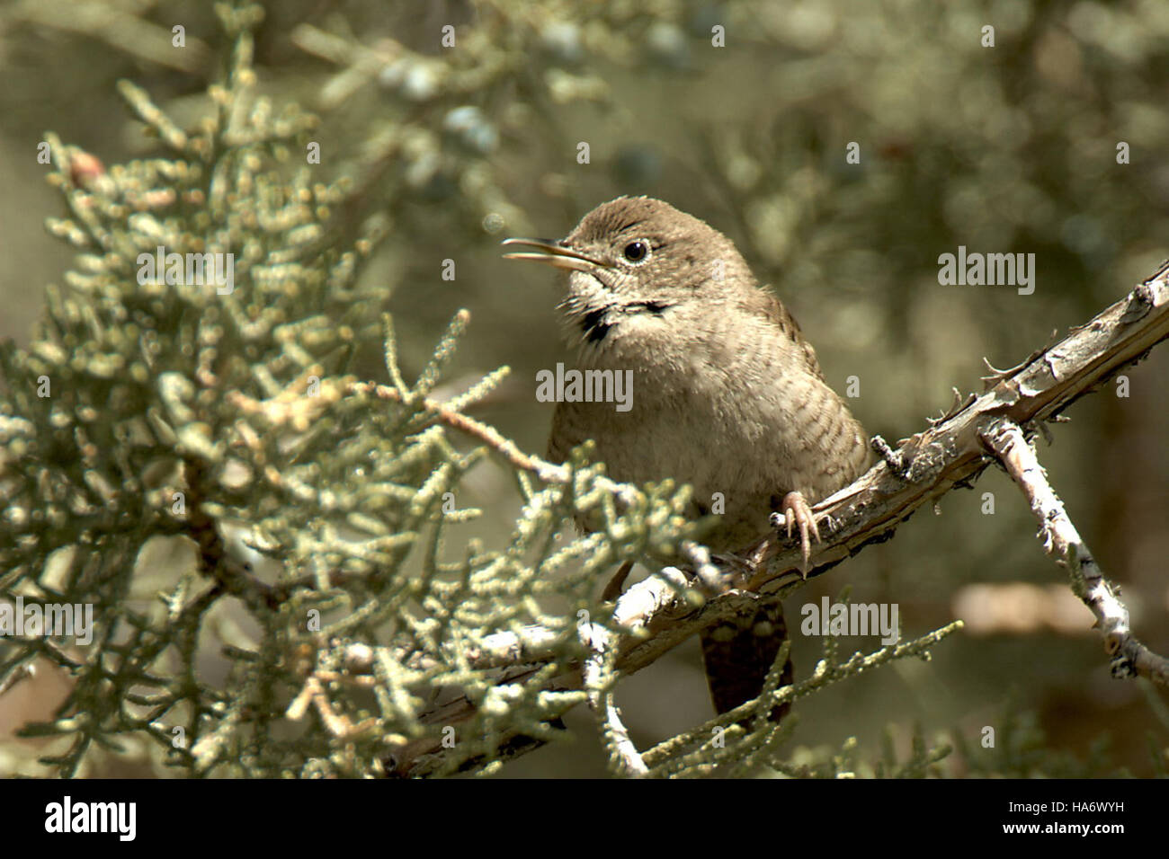 Small Wren A House Wren perched in its natural habitat at Malheur National ...