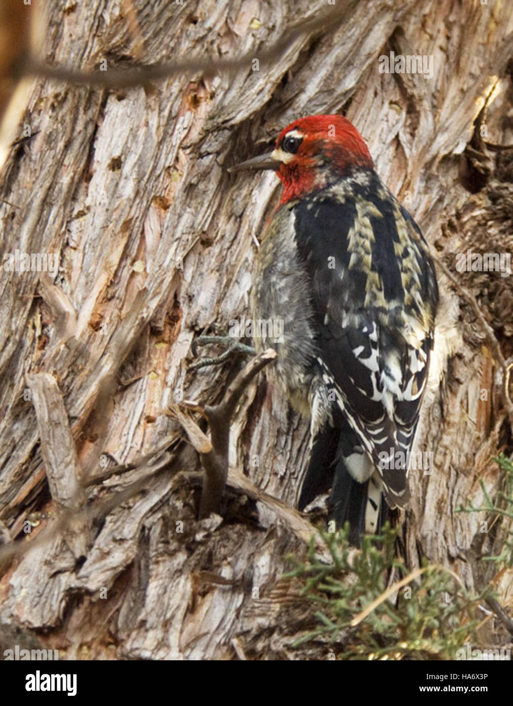 malheur nwr 4668424016 Red-breasted Sapsucker Stock Photo - Alamy