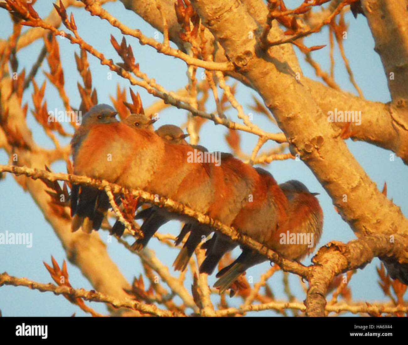 malheur nwr 4668442516 Western Bluebird Stock Photo - Alamy