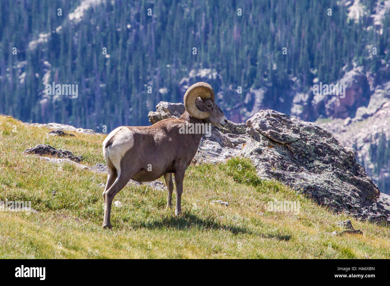 A Bighorn Sheep ram stands majestically in Rocky Mountain National Park ...