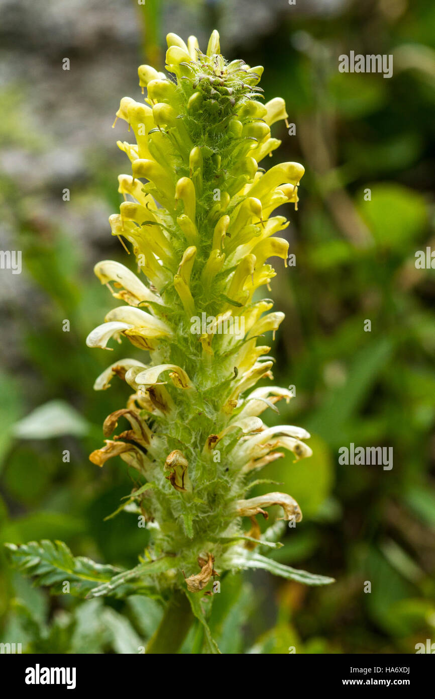 rockynps 14989586082 Fern Leaf Lousewort - Pedicularis bracteosa Stock Photo