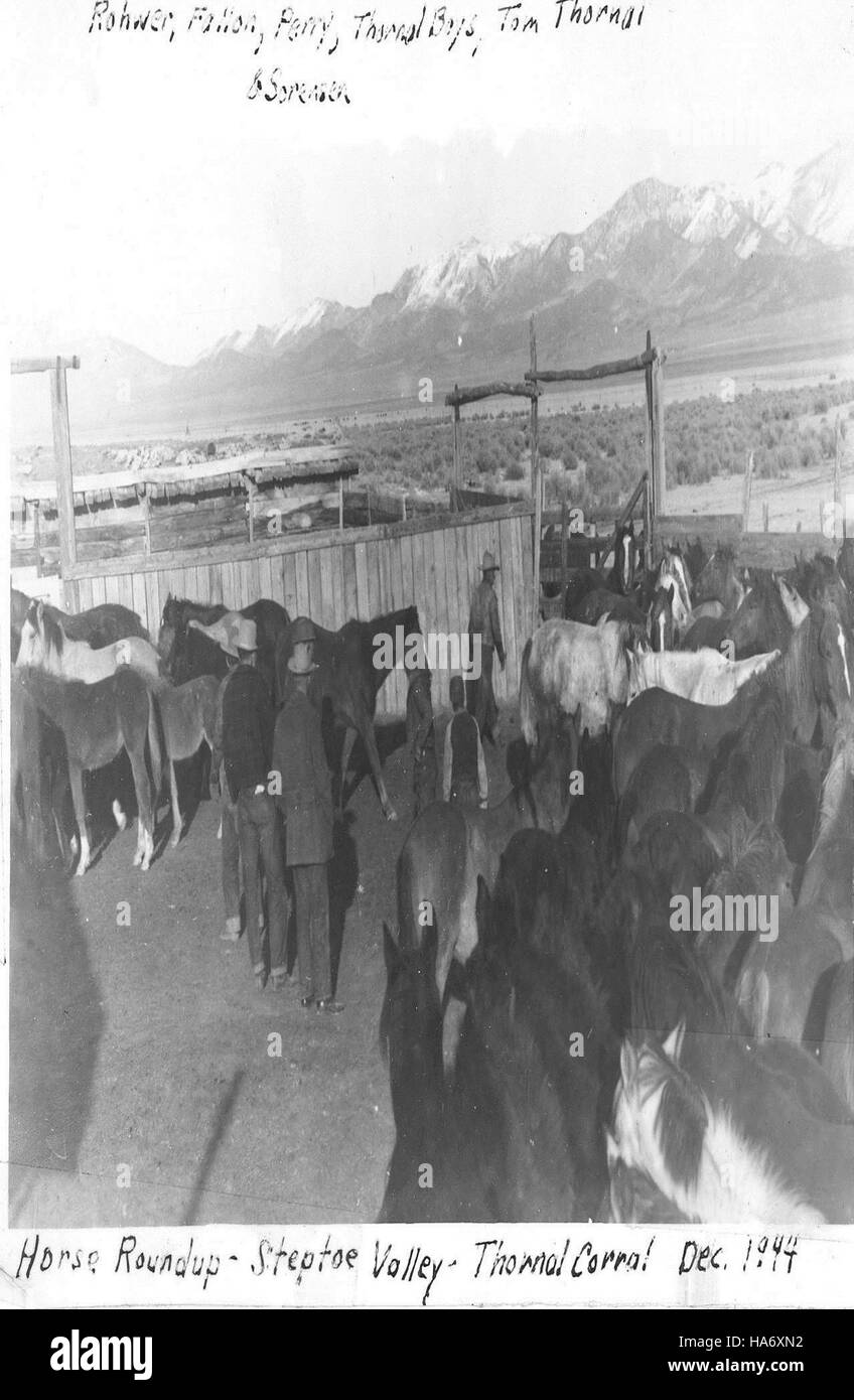 blmnevada 26117989995 Steptoe Valley Horse Round up Stock Photo