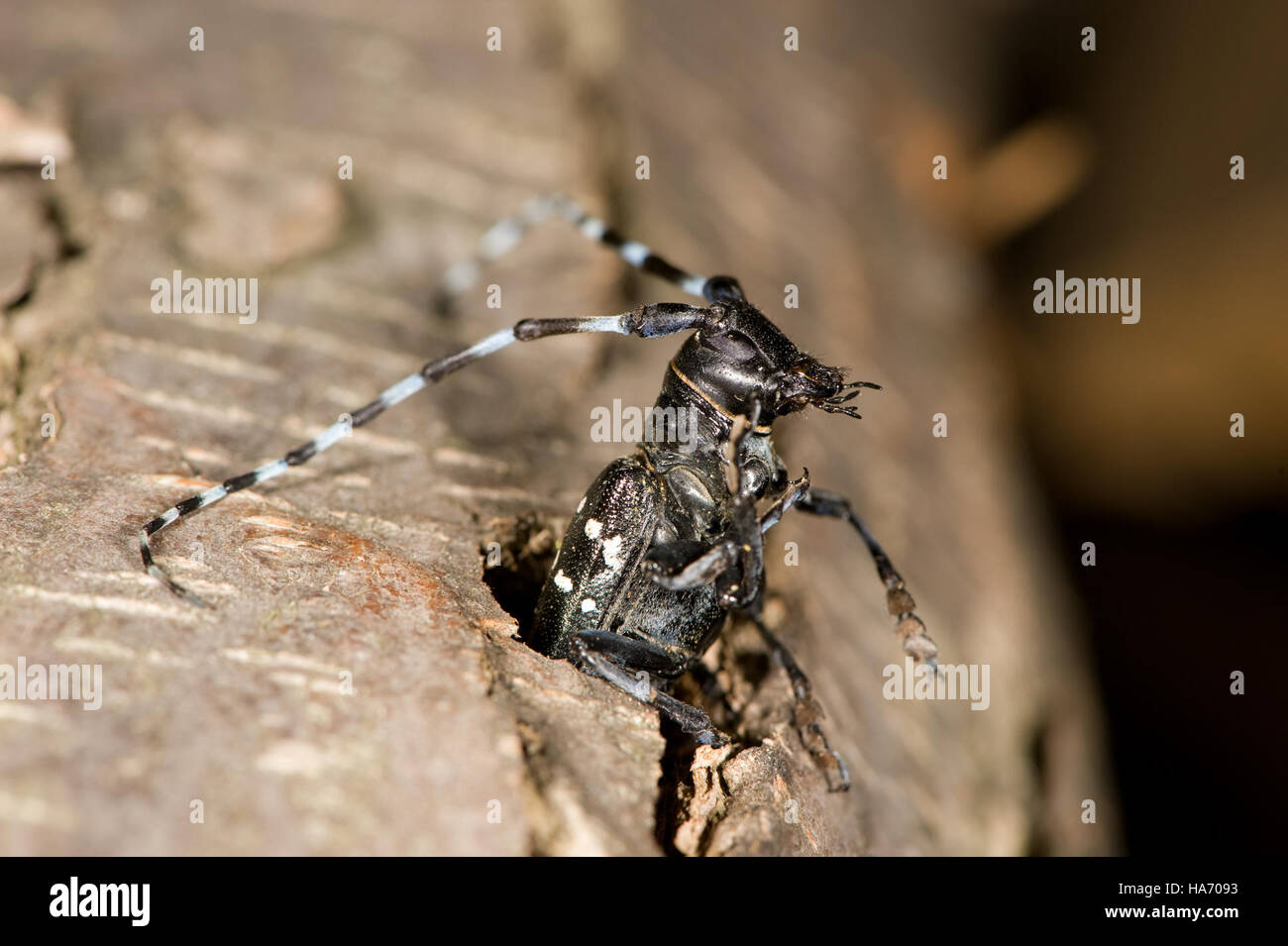 The Asian Longhorned Beetle is an invasive species impacting U.S ...