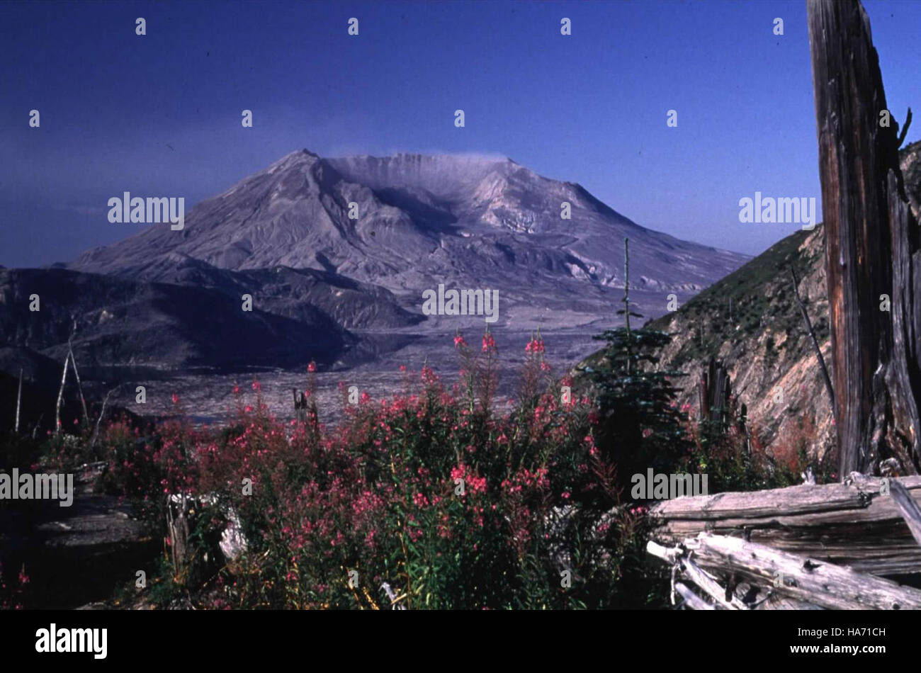 This image features Mount St. Helens, located in the U.S. National Park ...
