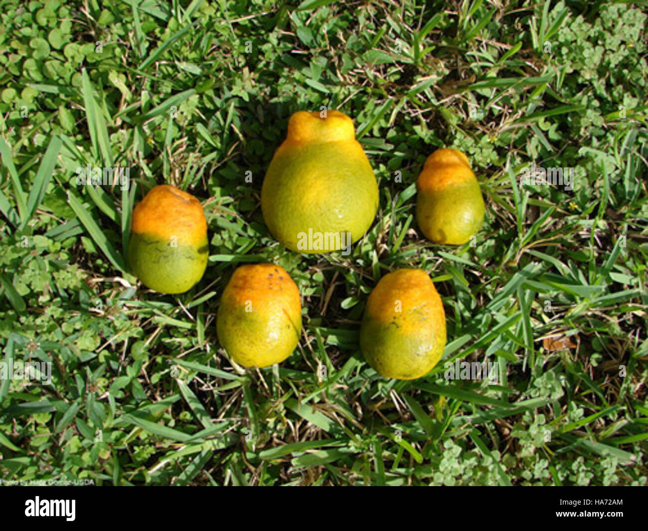 usdagov 4878318617 Citrus Greening and Asian Citrus Psyllid (ACP) Stock Photo