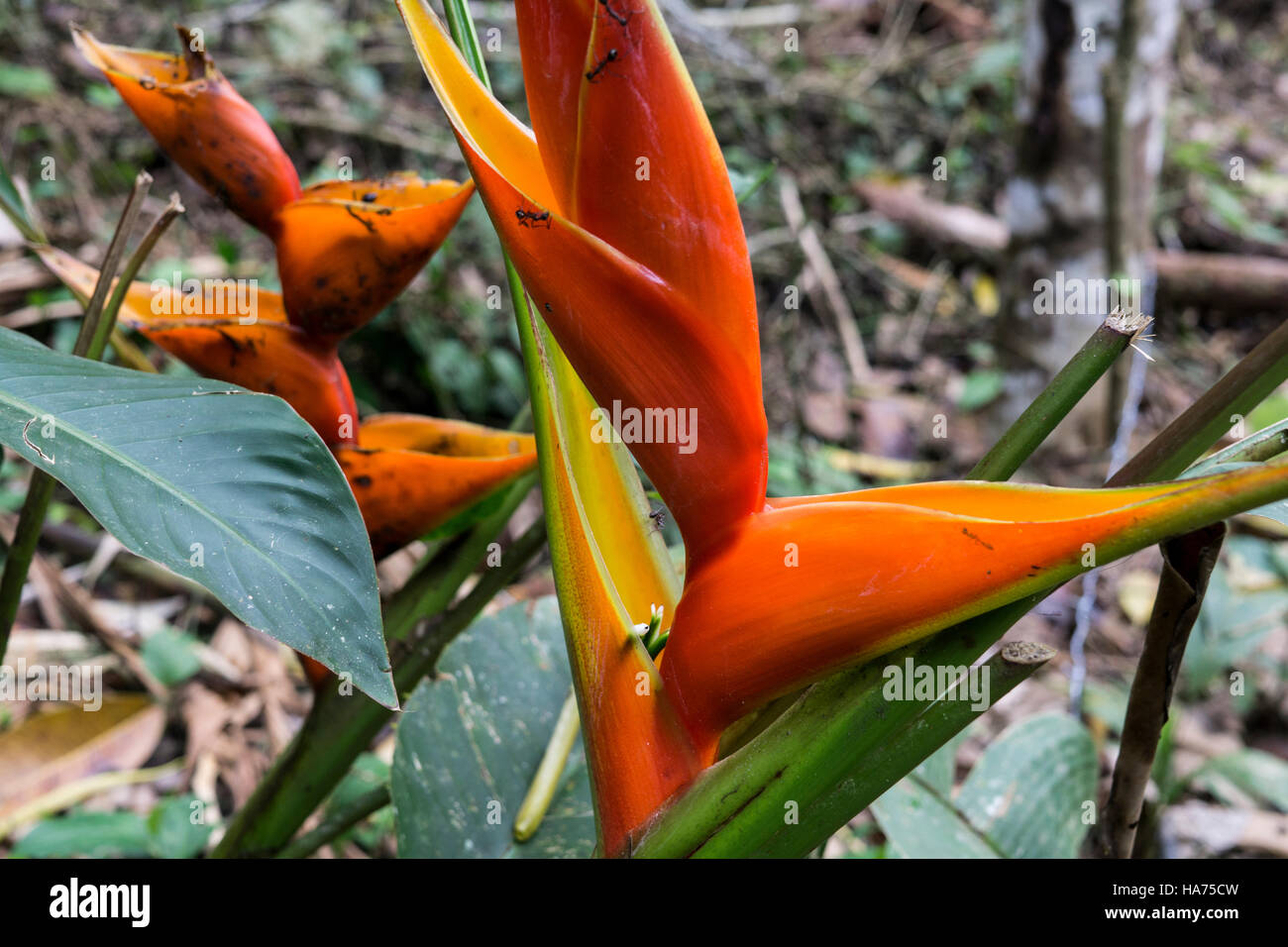 Amazonian flowers, Heliconia floweer.Amazonian,Peru. Stock Photo
