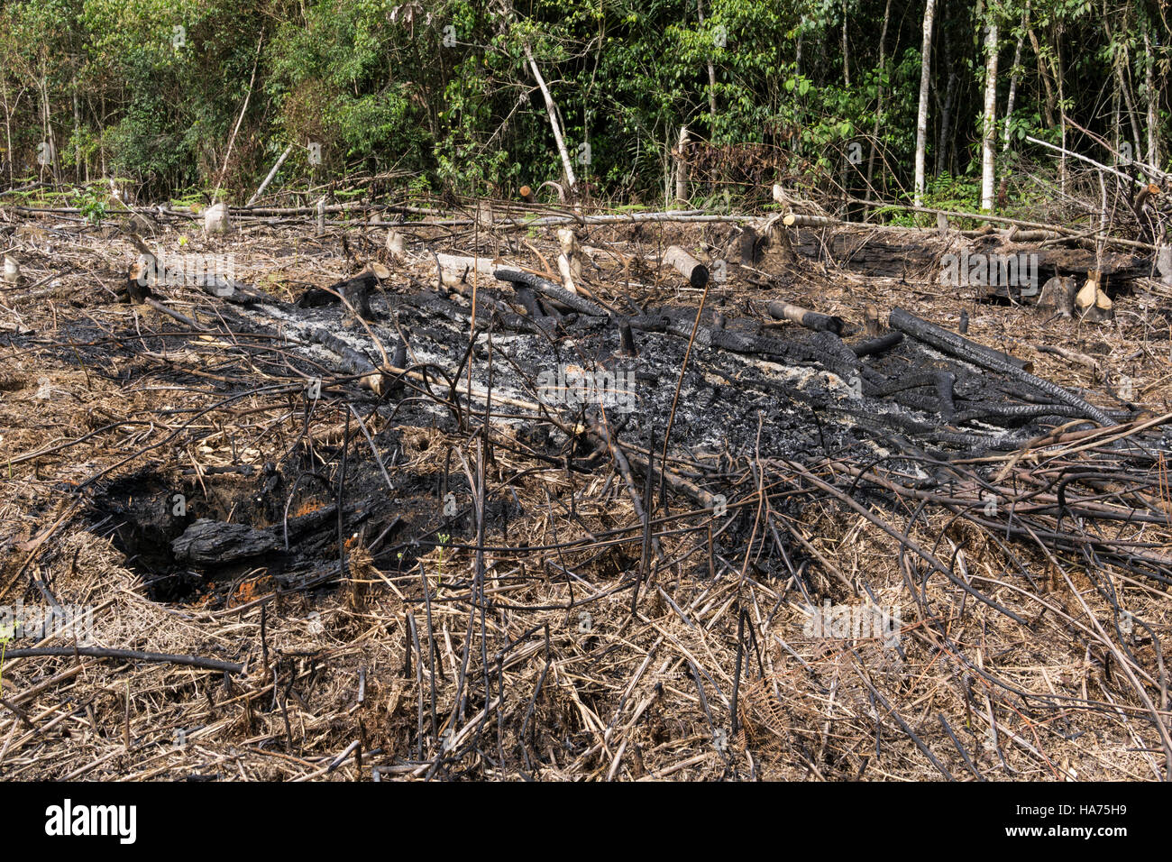 Deforestation in the Amazon jungle.Huanuco department. Peru. Stock Photo