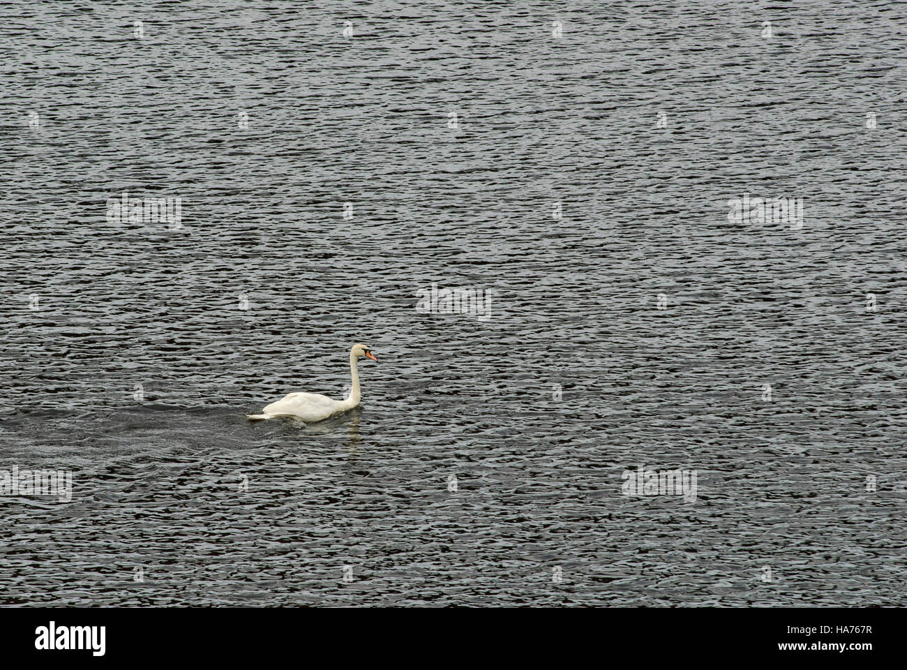 Mute swan swimming on the River Tweed, Northumberland, England, with ripples on the water Stock Photo