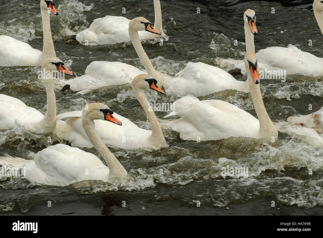 A group or bevy of mute swans swimming in rough water on the River Tweed, Northumberland, England Stock Photo