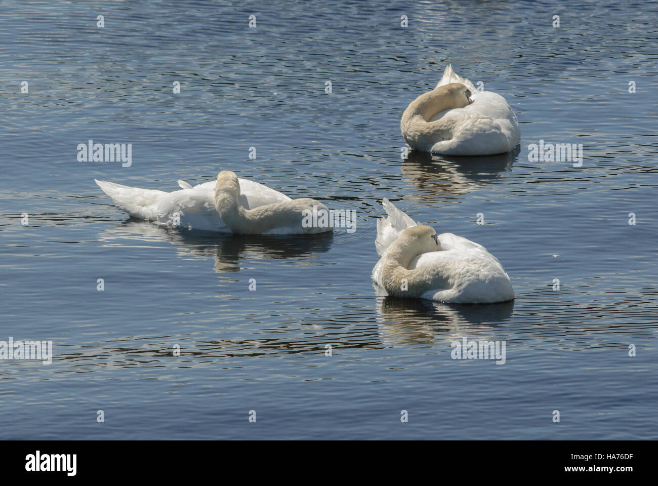 Three mute swans asleep on the River Tweed, Northumberland Stock Photo