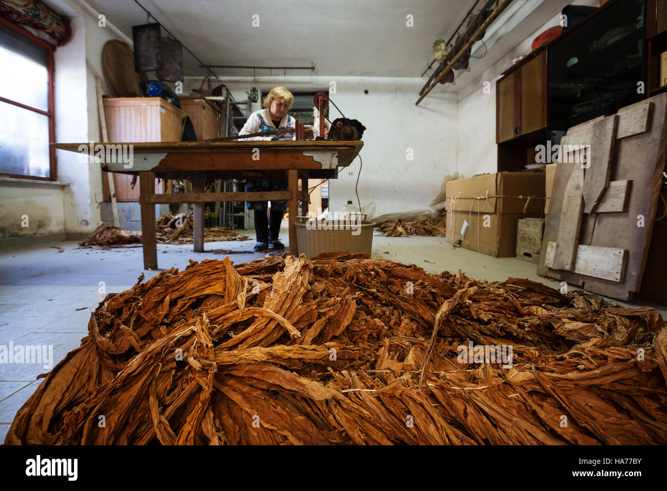 SAN MARTINO VALLE CAUDINA, ITALY: The tobacco processing Stock Photo