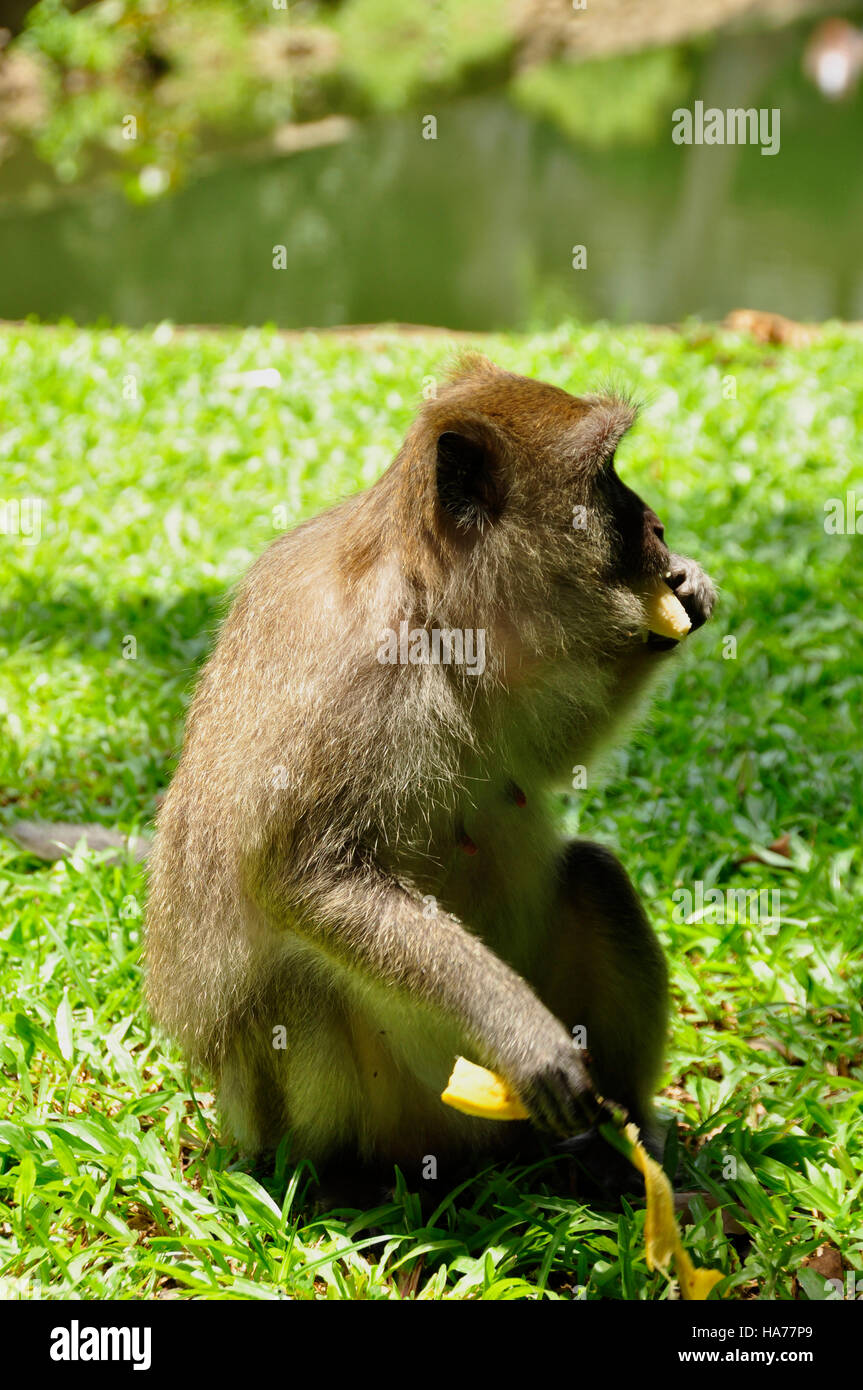 Macaque, Rhesus (Macaca mulatta Stock Photo - Alamy