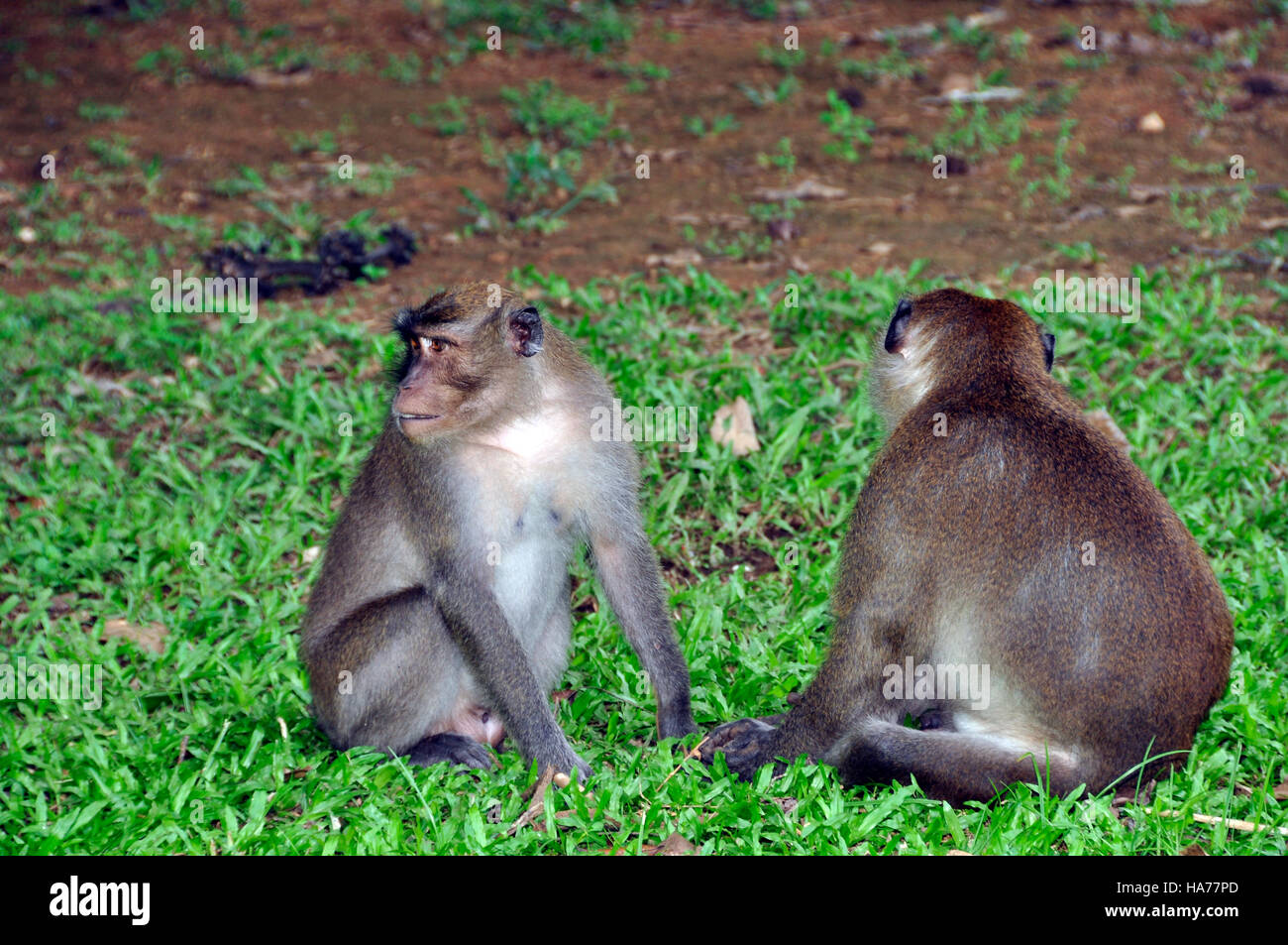 Macaque, Rhesus (Macaca mulatta Stock Photo - Alamy