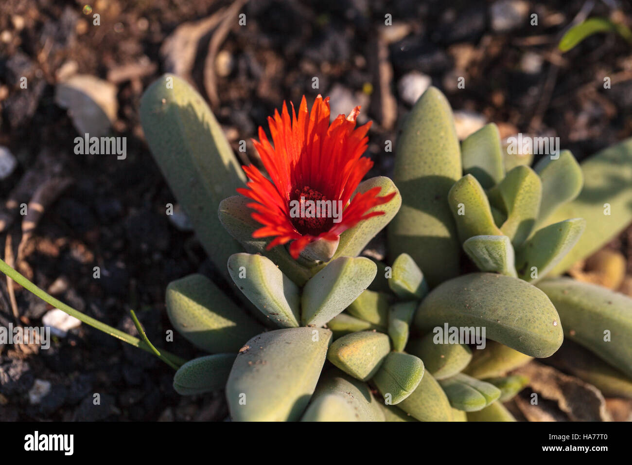 Bright red flower on a Cheiridopsis speciosa cactus called sunset glow blooms in a botanical garden Stock Photo