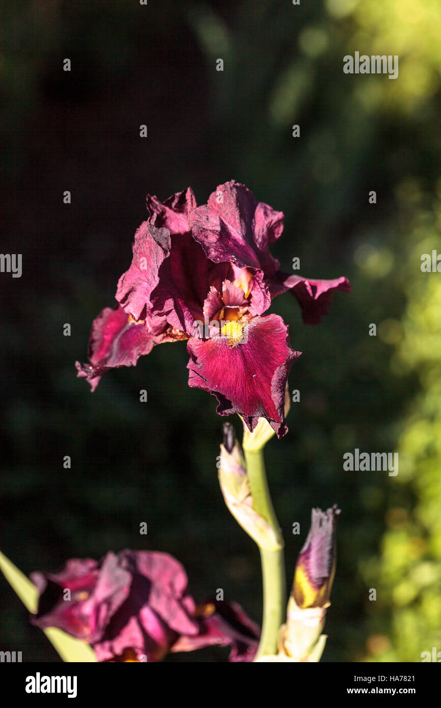 Deep blood red bearded iris also called Ida Red blooms in a botanical garden Stock Photo